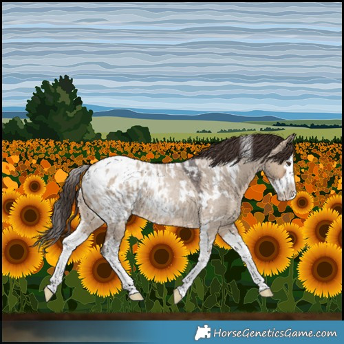 Horse Color:White Spotted Brown Roan Dun Splash Blanket 