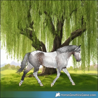 Horse Color:Gray Liver Chestnut Tobiano