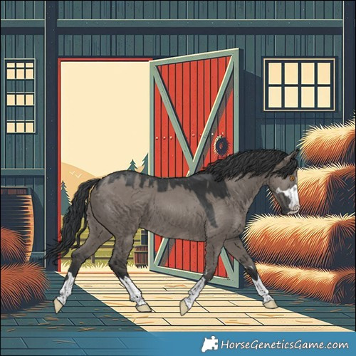 Horse Color:Grullo 