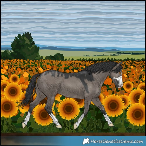 Horse Color:Grullo 