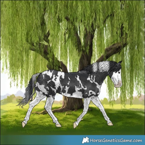 Horse Color:White Spotted Black Splash 