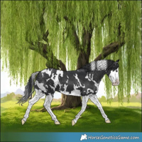 Horse Color:White Spotted Black Splash 