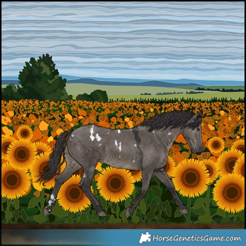 Horse Color:White Spotted Smoky Grullo 