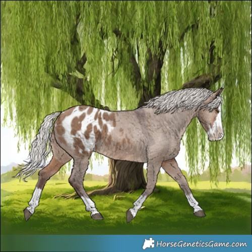 Horse Color:Silver Brown Dun Splash Blanket 