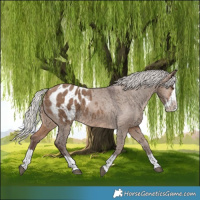 Horse Color:Silver Brown Dun Splash Appaloosa 