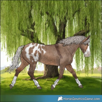 Horse Color:Silver Brown Dun Splash Appaloosa
