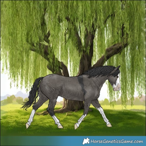 Horse Color:Grullo Splash 