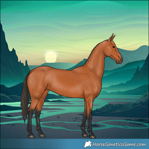 Horse Color:Bay 