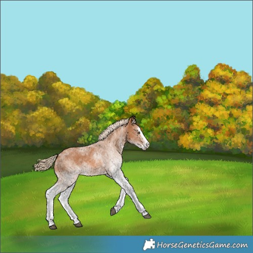 Horse Color:White Spotted Chestnut Splash 