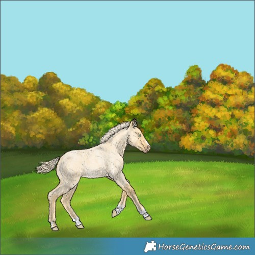 Horse Color:Gold Cream Champagne Roan Dun 