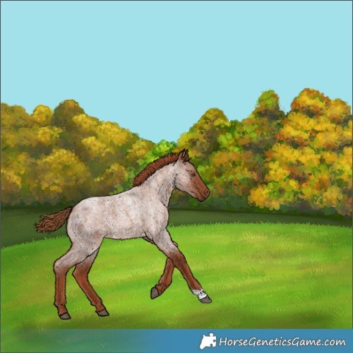 Horse Color:Red Roan 