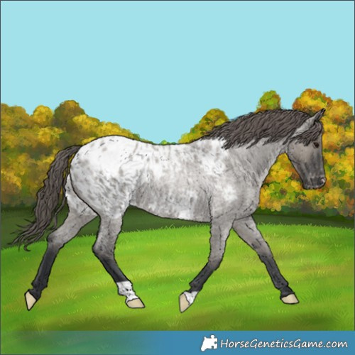 Horse Color:Grullo Roan Appaloosa 