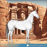 Horse Color:White Spotted Grullo Near Leopard 