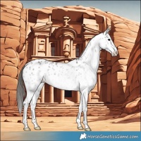 Horse Color:White Spotted Grullo Near Leopard 