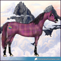 Horse Color:Plaid Bay Dun
