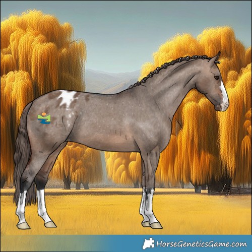 Horse Color:Brown Dun Appaloosa 