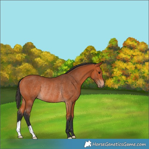 Horse Color:Bay Rabicano 