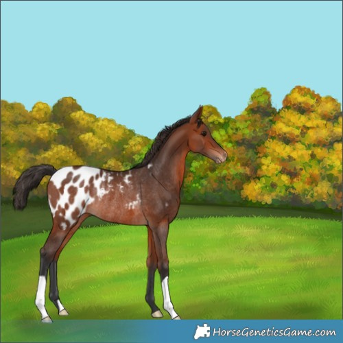 Horse Color:Bay Appaloosa Rabicano 
