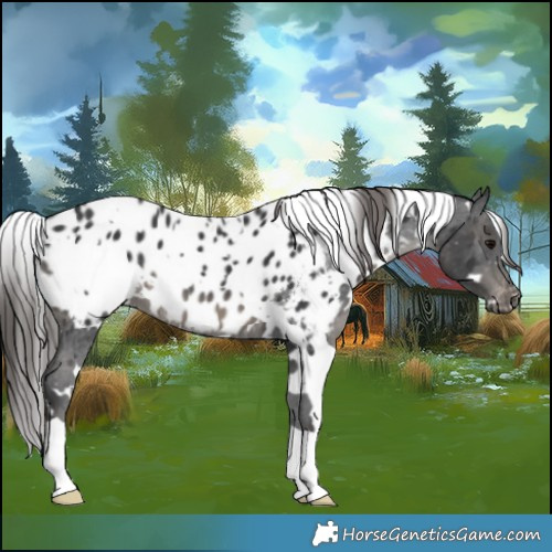 Horse Color:White Spotted Black Mushroom Appaloosa 