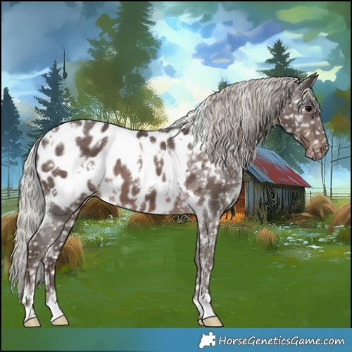 Horse Color:White Spotted Silver Black Appaloosa 