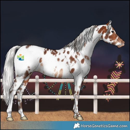 Horse Color:White Spotted Silver Bay Leopard 