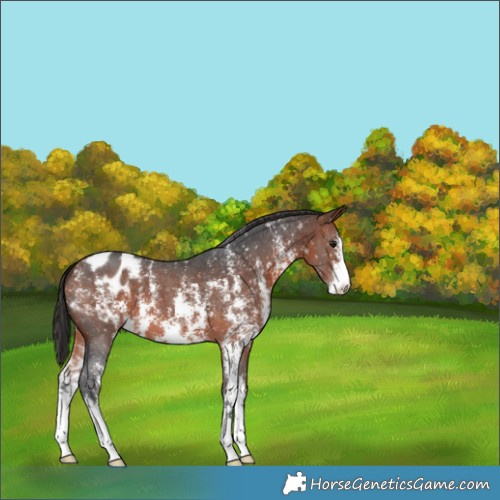 Horse Color:Bay Sabino Appaloosa 