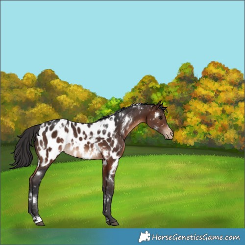 Horse Color:White Spotted Brown Appaloosa