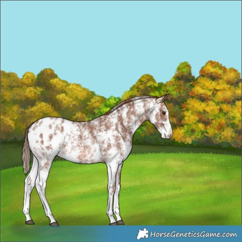 Horse Color:Chestnut Sabino Appaloosa