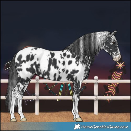 Horse Color:White Spotted Black Sabino Blanket 