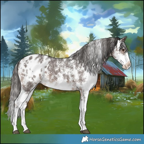 Horse Color:Liver Chestnut Sabino Appaloosa 