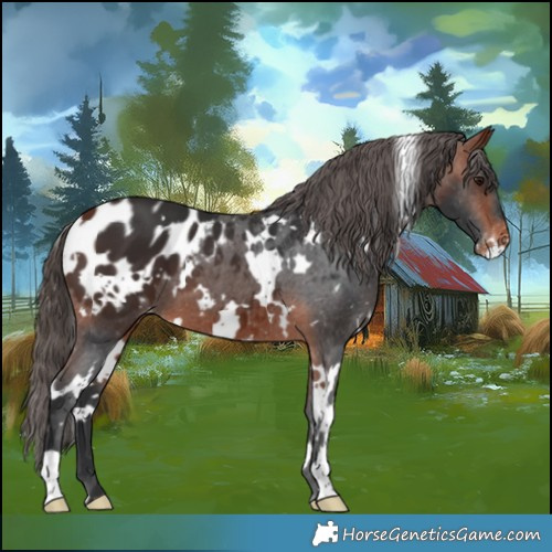 Horse Color:White Spotted Bay Appaloosa 