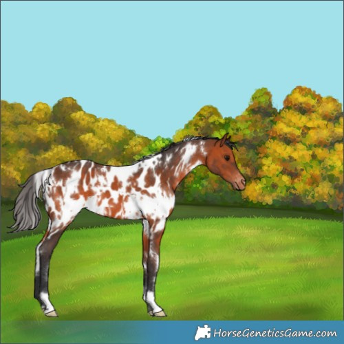 Horse Color:White Spotted Bay Appaloosa