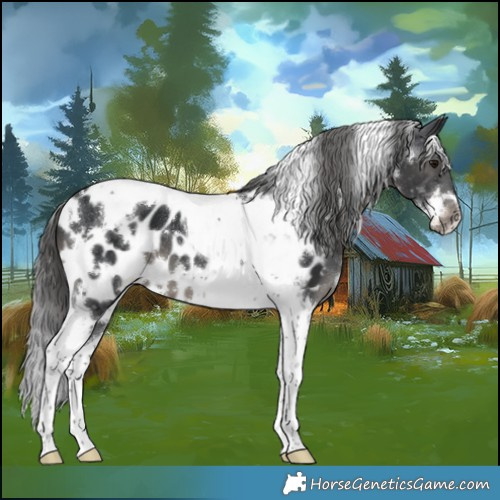 Horse Color:White Spotted Black Tobiano Appaloosa 