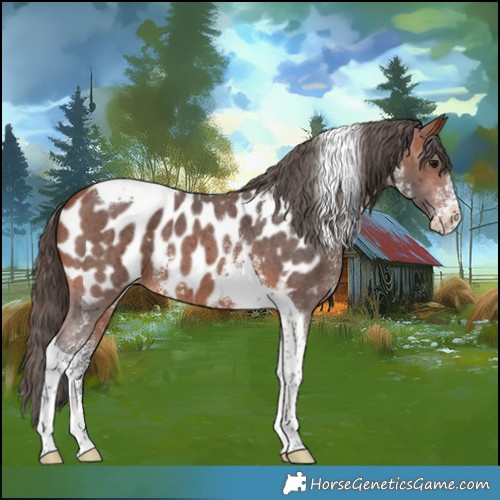 Horse Color:Bay Sabino Tobiano Appaloosa 