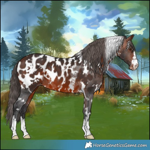 Horse Color:White Spotted Bay Mushroom Appaloosa 