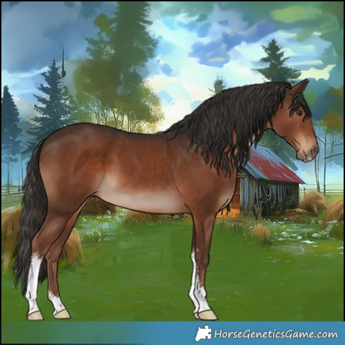 Horse Color:Liver Chestnut Sabino 