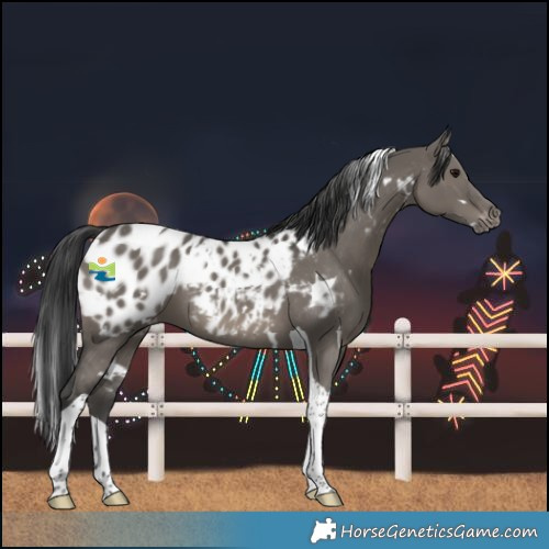 Horse Color:White Spotted Grullo Tobiano Near Leopard 