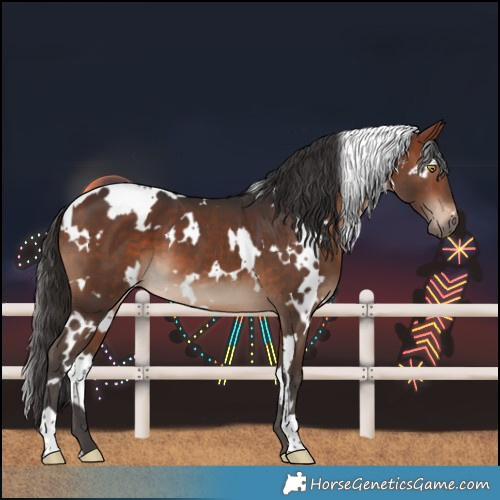 Horse Color:White Spotted Bay 