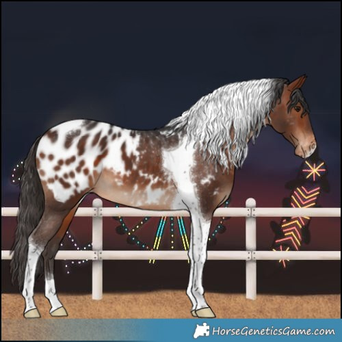 Horse Color:Bay Tobiano Near Leopard 