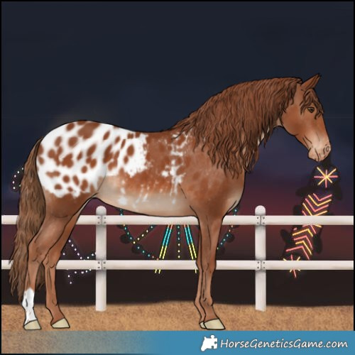 Horse Color:Chestnut Near Leopard 