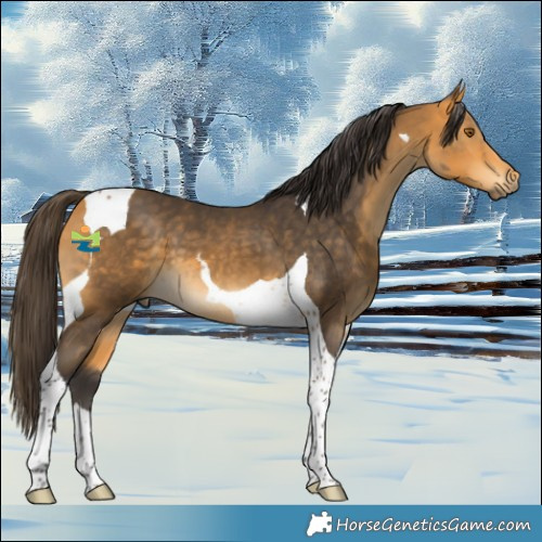 Horse Color:Buckskin Tobiano 