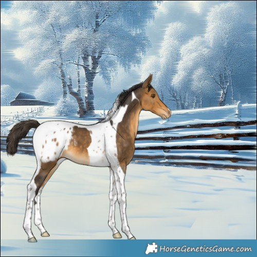 Horse Color:Buckskin Tobiano Appaloosa 