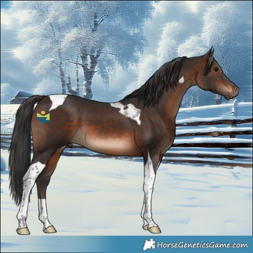 Horse Color:Brown Tobiano