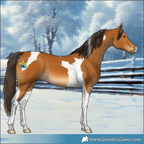 Horse Color:Buckskin Tobiano 