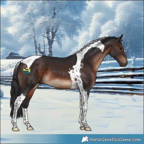 Horse Color:Brown Tobiano 