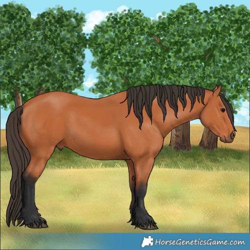 Horse Color:Bay 