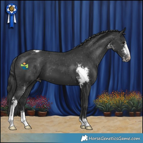 Horse Color:Black Sabino Appaloosa 