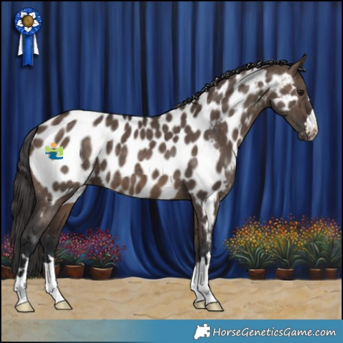 Horse Color:Brown Dun Appaloosa Brindle 