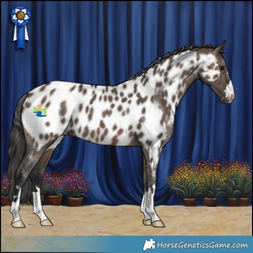 Horse Color:Brown Dun Appaloosa Brindle 