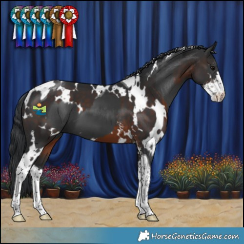 Horse Color:Black Tobiano  and White Spotted Brown Sabino 